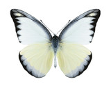 Fototapeta Motyle - Butterfly Appias lyncida (male)