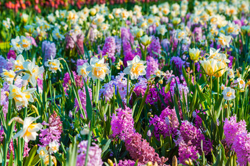 Wall Mural - Colorful spring flowers in the Keukenhof park
