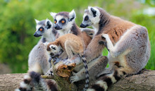 Lemuri Del Madagascar