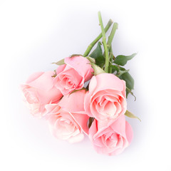 Wall Mural - pink rose flower on white background