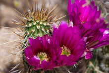 Blooming Desert Cactus