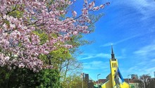 Cherry Tree Blooming In Square With A Church