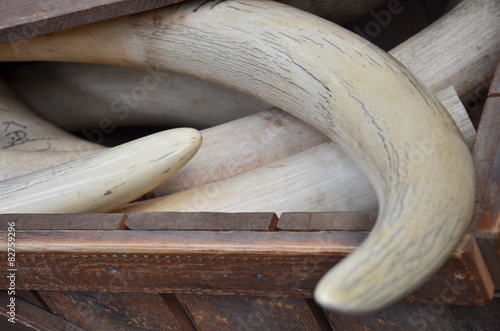 Fotografia  Stosszähne