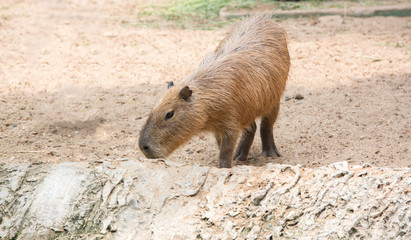 Close up of a Capybara (Hydrochoerus hydrochaeris) and two babie