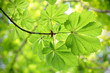 Fresh and new green chestnut leaves in spring