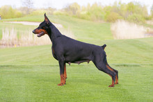 Black Doberman Dog Is Standing In Profile