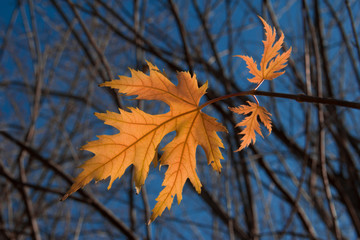 Canvas Print - maple leaf autumn tree background