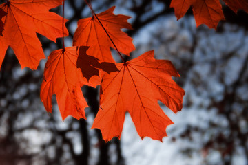 Wall Mural - maple leaf red autumn sunset tree