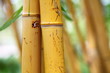 Bambus Detail
