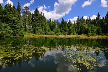 Calm forest pond