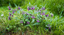 Purple Flowering Common Comfrey Plants From Close