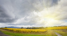Endless Rows Of Vines At Vineyard In Yarra Valley, Australia In