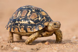 Fototapeta Konie - Leopard tortoise walking slowly on sand with protective shell