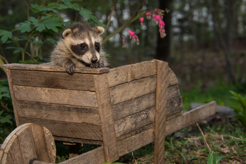 Wall Mural - Baby Raccoon