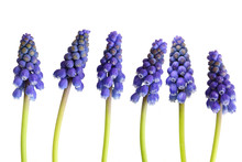 Grape-hyacinth Flower