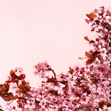 Cherry Blossom, Beautiful Pink Flowers. Sakura
