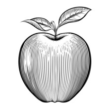Vector Engraving Apple