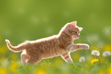 Fototapeta Koty - Junge Katze spielt mit Pusteblume/Löwenzahn