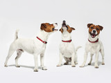 Fototapeta Psy - Wesołe psy na białym tle Jack Russell terrier