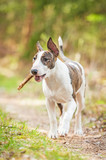 Fototapeta Psy - Bullterrier dog playing with a stick