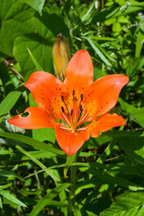 Sticker - Lily (Lilium pensylvanicum) 17