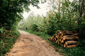 Wall Mural - Wood stack on the forest