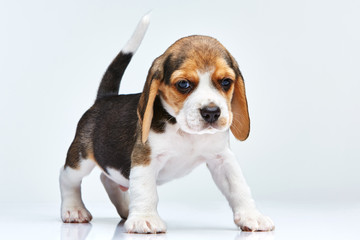 Wall Mural - Beagle puppy on white background