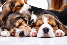 Beagle Puppies, Slipping In Front Of White Background