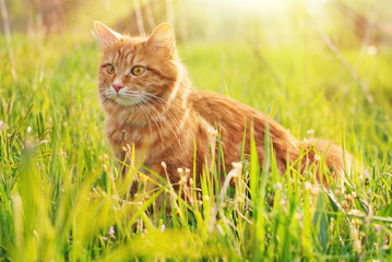 Naklejka rudy kot w ogrodzie latem