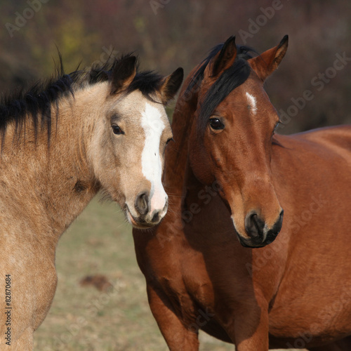 Fototapeta na wymiar Two horses looking at you