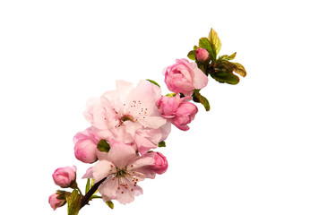 Wall Mural - Sakura blossom on a white background