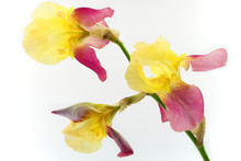 Yellow Iris Flowers Isolated On White Background