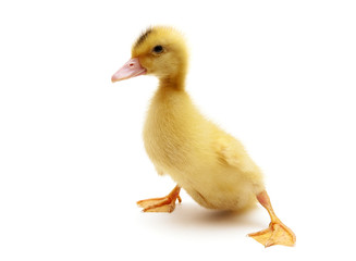 little duckling isolated on a white background