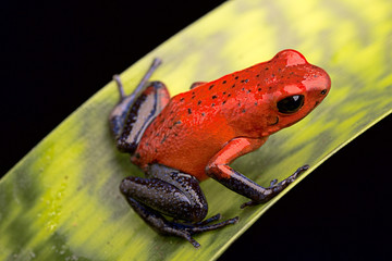 Wall Mural - red poison dart frog