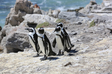 Wall Mural - Brillenpinguine. Boulder Beach. Südafrika