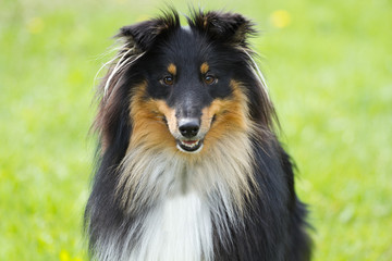 Wall Mural - Portrait of sheltie dog