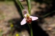 Biinen-Ragwurz Orchidee