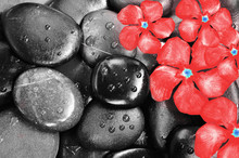 Flowers And Stones