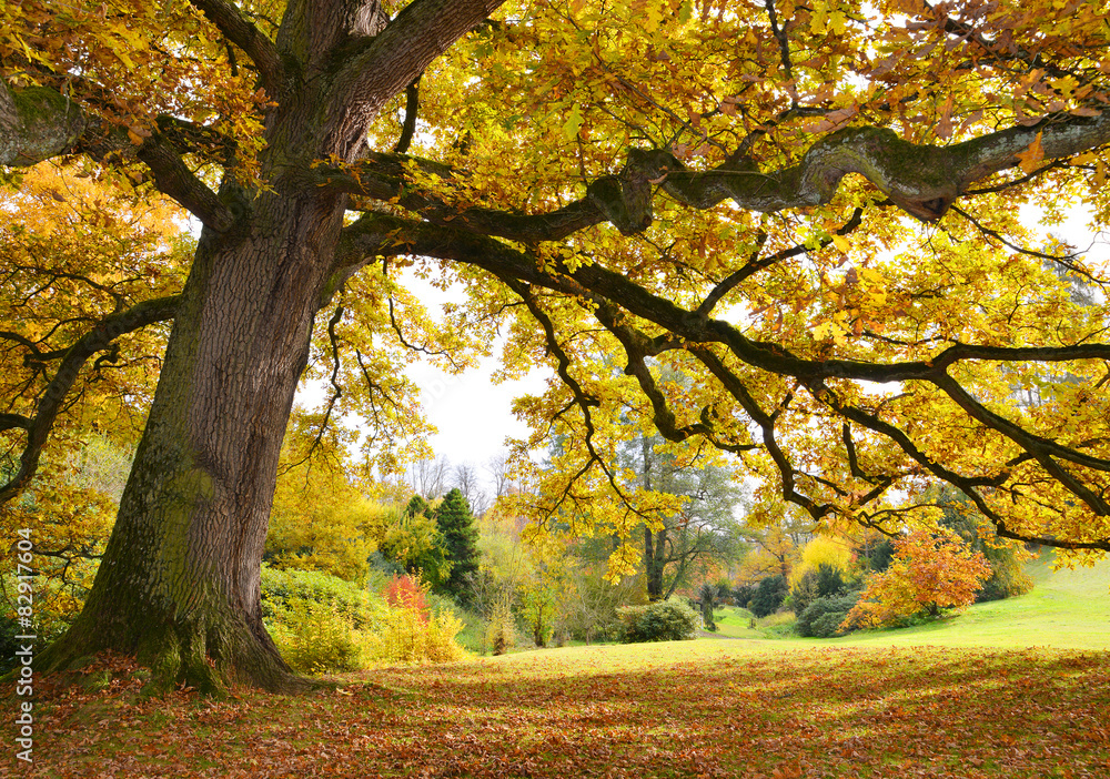 Tree with golden leaves in autumn Stock Photo | Adobe Stock