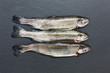 Three raw trout fish on black slate board