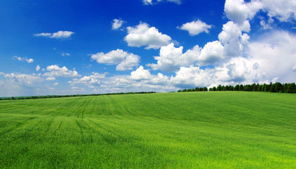 Wall Mural - green field