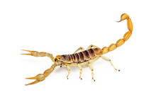 Giant Desert Hairy Scorpion Side View