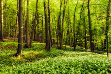 Fresh Green Spring Forest In Franconia, Germany