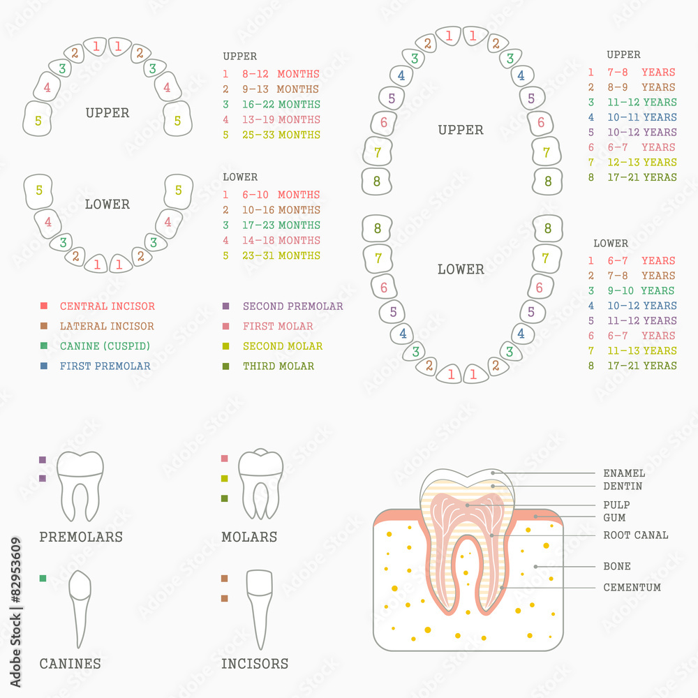 Tooth Number Diagram Chart