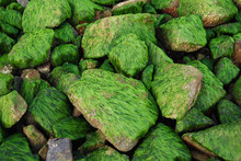 Stones Covered With Seaweed At Low Tide