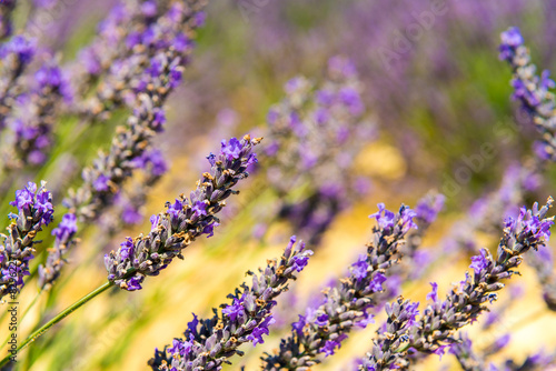 Obraz w ramie Beautiful lavender fields of Provence, France in July