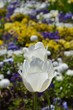 Weiße Tulpen im Blumenmeer