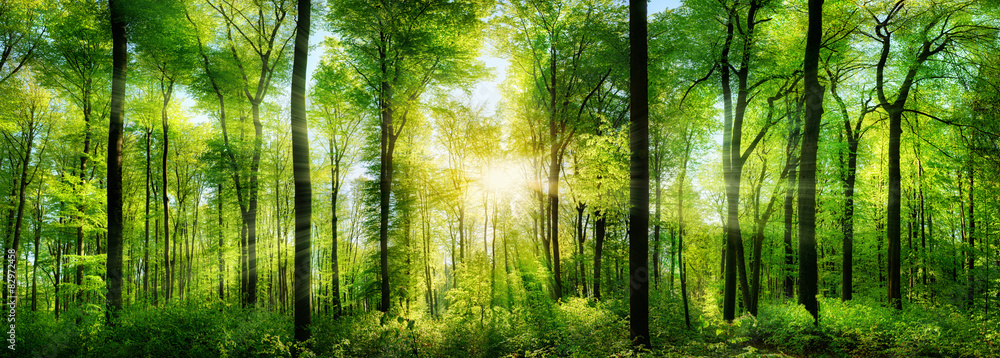 Wald Panorama mit Sonnenstrahlen - obrazy, fototapety, plakaty 