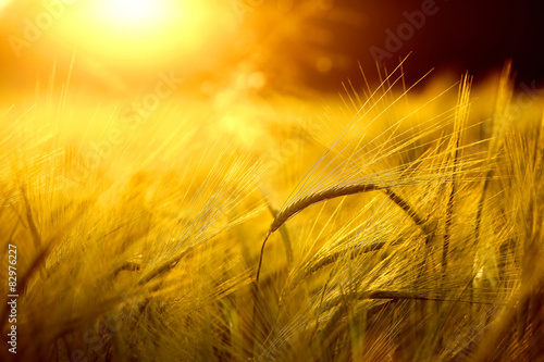 Cuadros en Lienzo Barley field in golden glow of evening sun