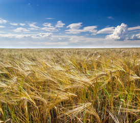 Wall Mural - Barley field